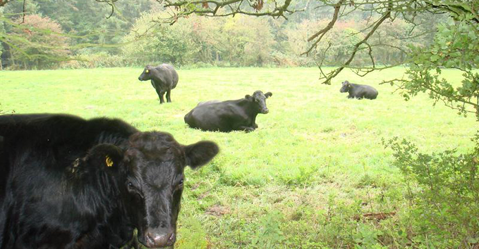 Cows in a field in Chewton Mendip