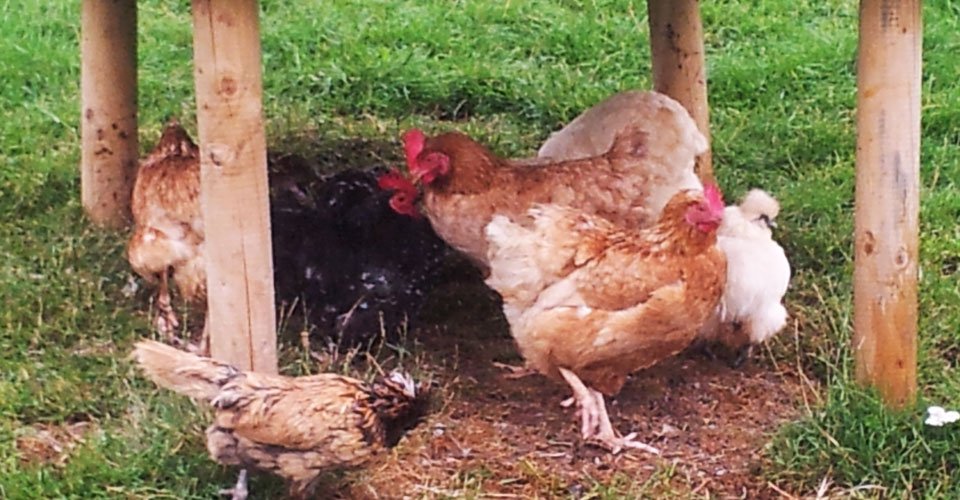 chickens-at-the-Tudor-Farmhouse